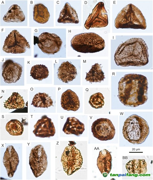 南京古生物所等揭示華南三疊紀(jì)-侏羅紀(jì)之交植被與氣候變化